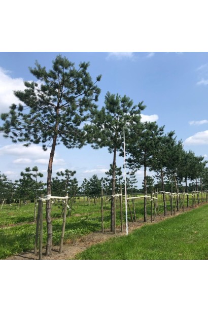 Сосна звичайна на штамбі